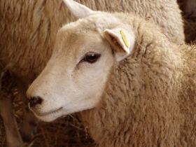 Výkup jatečních ovcí a jehňat