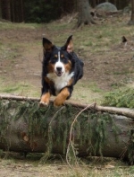 A photo of a fox