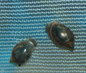 Sítě na chov šneků